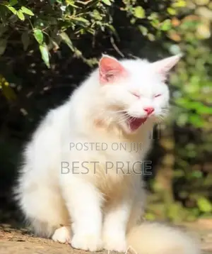 Siberian Persian Kitten