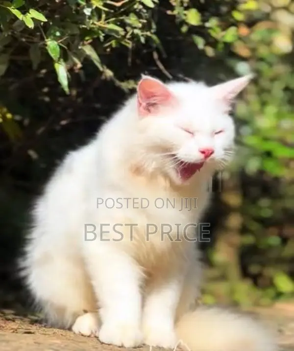 Siberian Persian Kitten