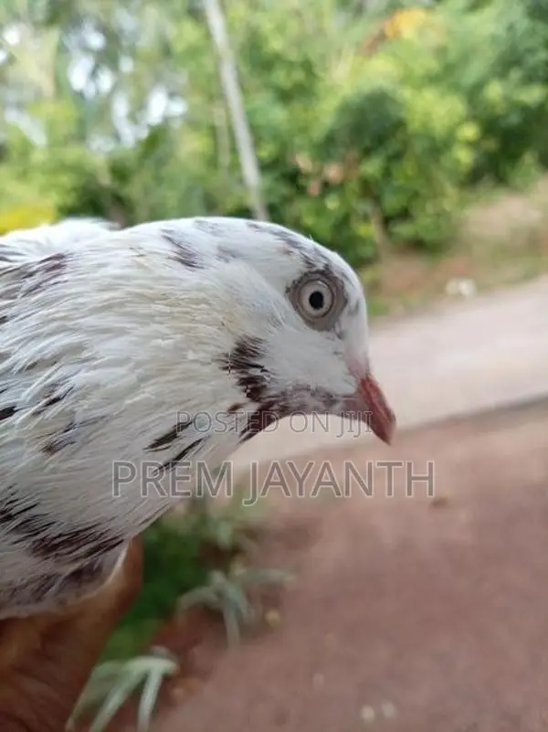 Paravi