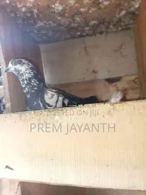 Paravi