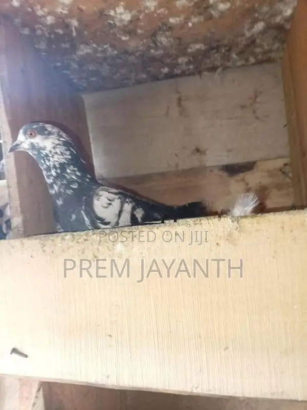 Paravi