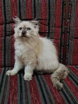 PERSIAN KITTENS (HIMALAYAN)