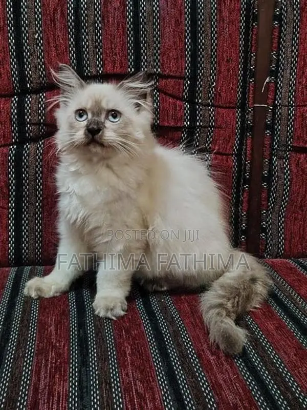 PERSIAN KITTENS (HIMALAYAN)