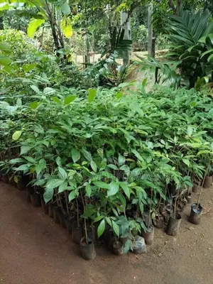 රොබොරෝසියා පැල