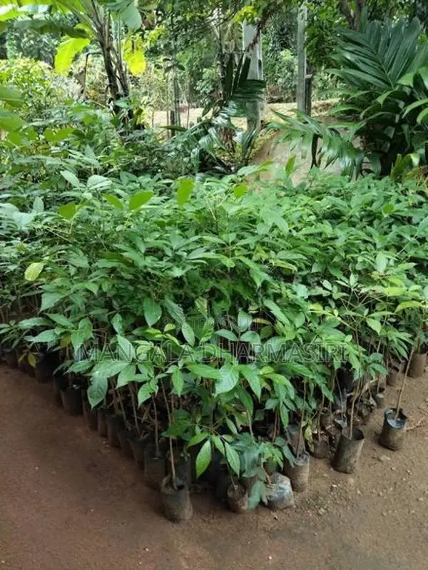 රොබොරෝසියා පැල