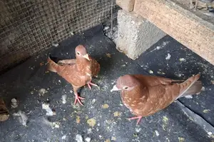 Chocolate Pigeons