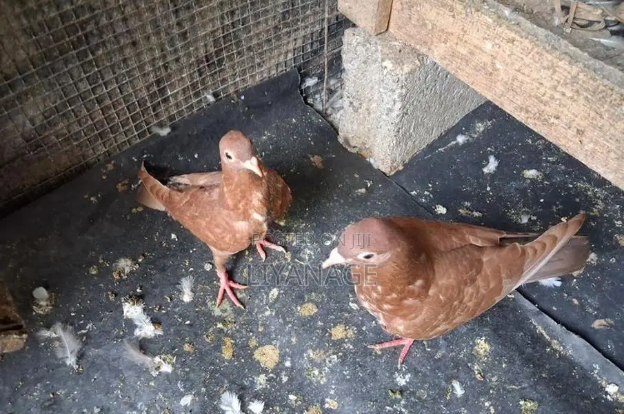 Chocolate Pigeons