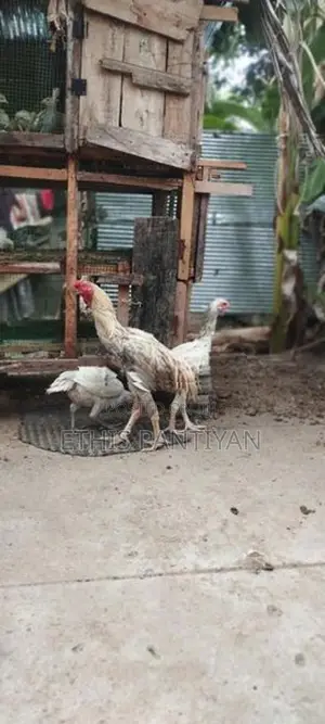 கிளி மூக்கு விசிறிவால் சேவல் மற்றும் பேடுகள்