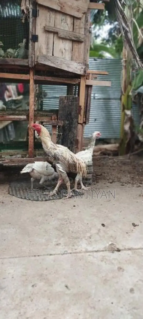 கிளி மூக்கு விசிறிவால் சேவல் மற்றும் பேடுகள்