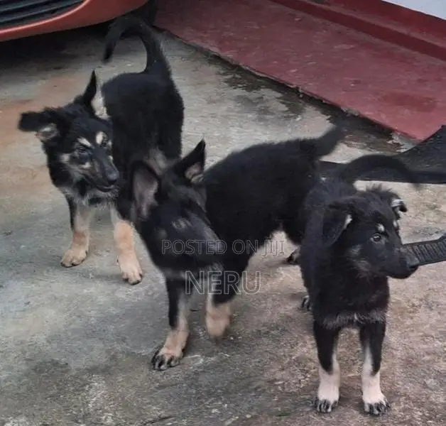 German Shepherd