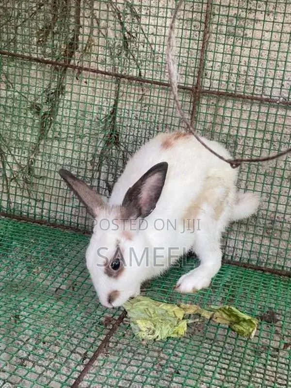 Rabbits