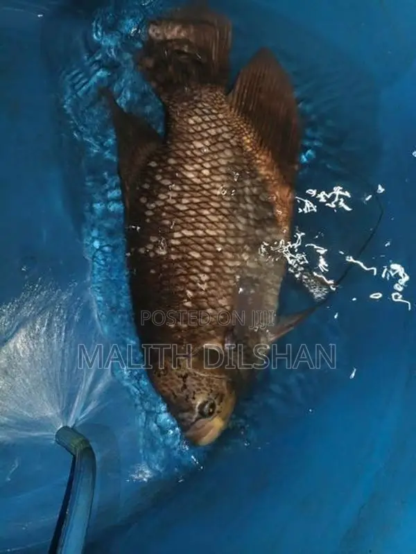 Giant Gourami Fish