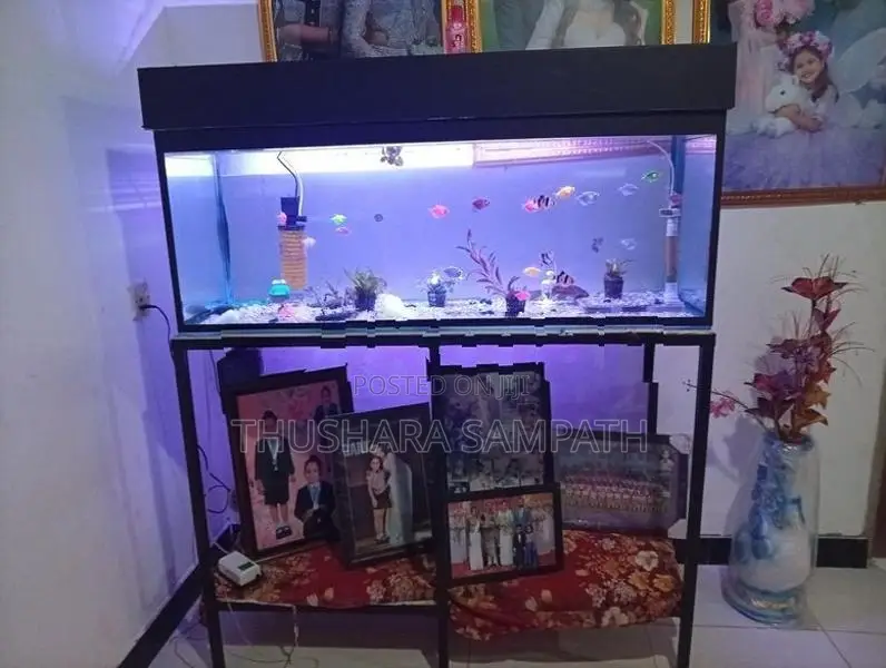 Fish Tank