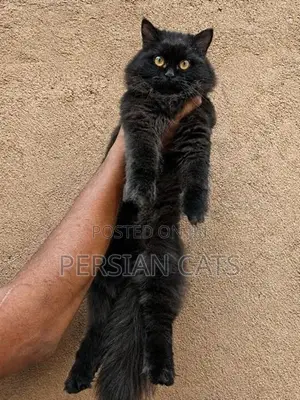 Persian Cat