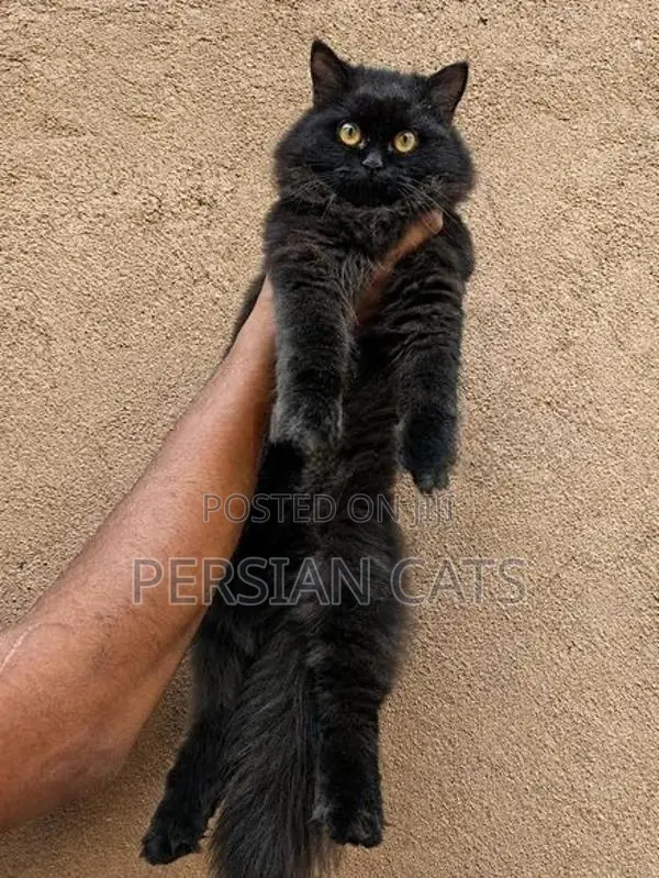 Persian Cat