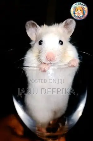 Hamster