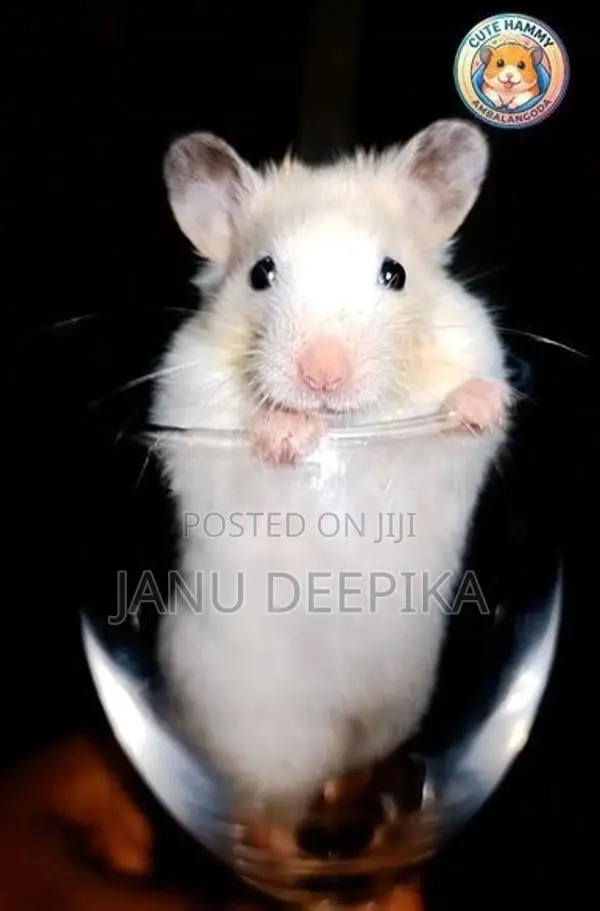 Hamster