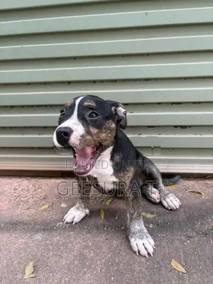 American Bully XL Puppies