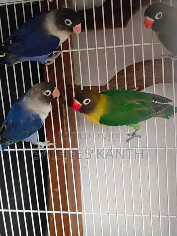 African Love Birds