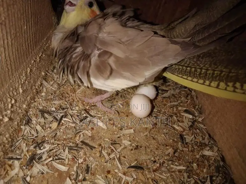 Cockatiel Birds