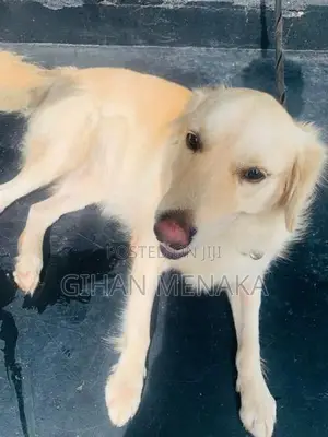 Golden Retriever Puppy