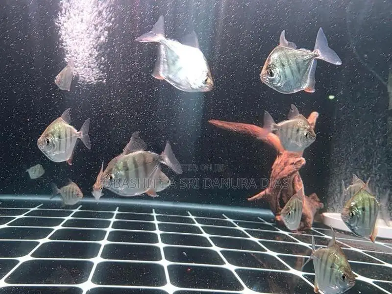 Tiger Dollar Fish