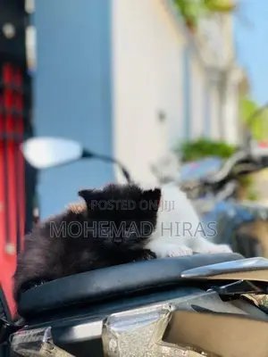 Persian Cat