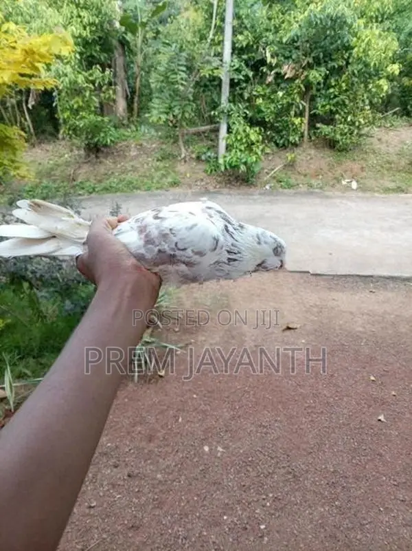 Paravi