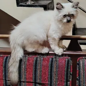 PERSIAN KITTENS (HIMALAYAN)
