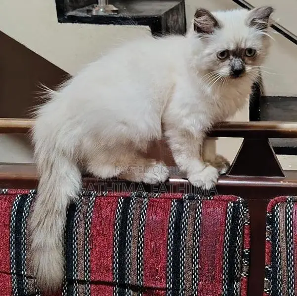 PERSIAN KITTENS (HIMALAYAN)