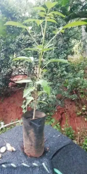 රොබොරෝසියා පැල