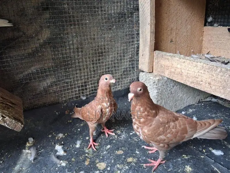 Chocolate Pigeons