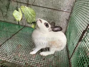 Rabbits