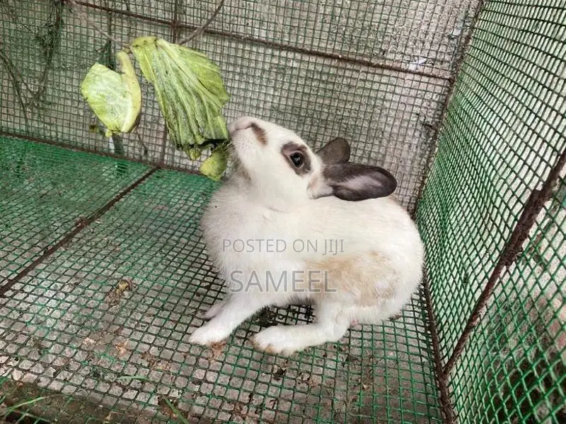 Rabbits