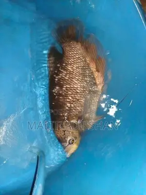 Giant Gourami Fish