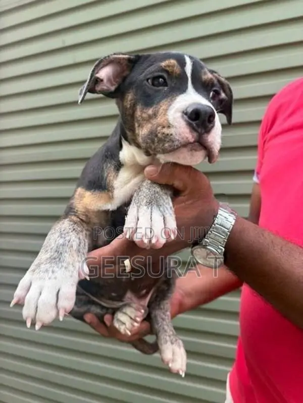 American Bully XL Puppies