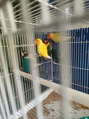 African Love Birds