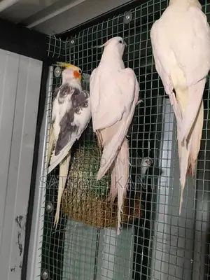 Cockatiel Birds