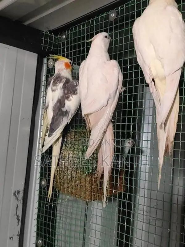 Cockatiel Birds
