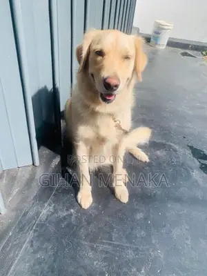 Golden Retriever Puppy
