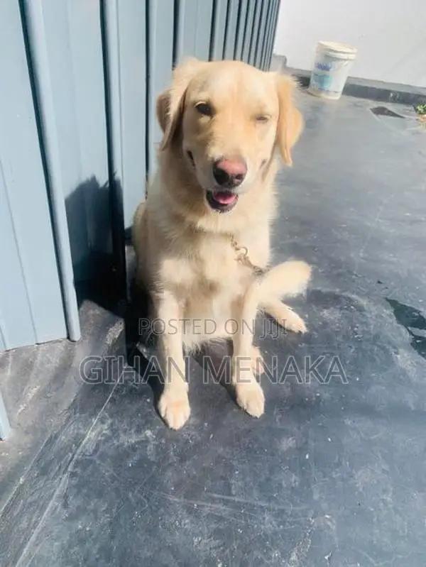 Golden Retriever Puppy