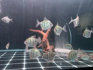 Tiger Dollar Fish