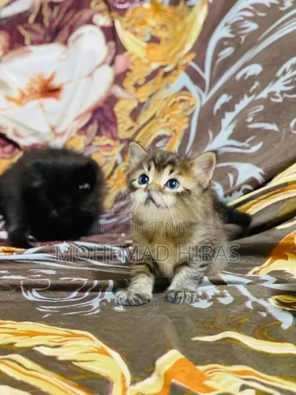 Persian Cat
