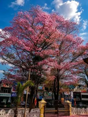 රොබොරෝසියා පැල