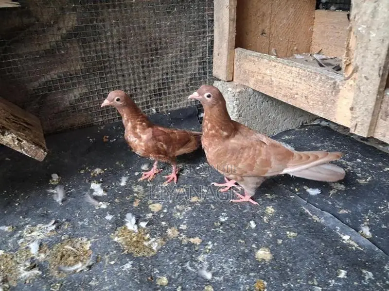 Chocolate Pigeons