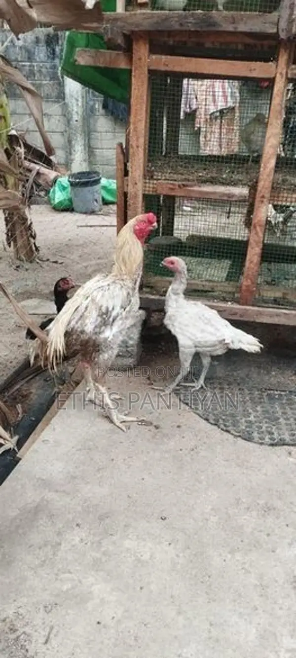 கிளி மூக்கு விசிறிவால் சேவல் மற்றும் பேடுகள்