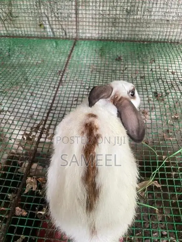Rabbits