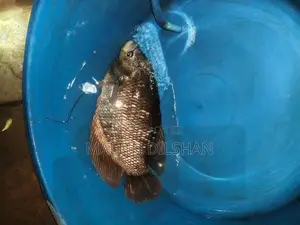 Giant Gourami Fish