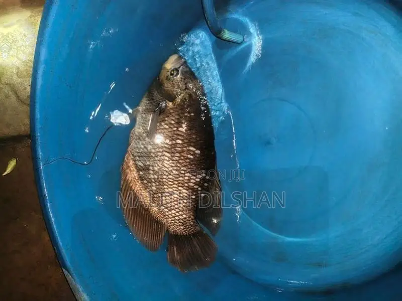 Giant Gourami Fish