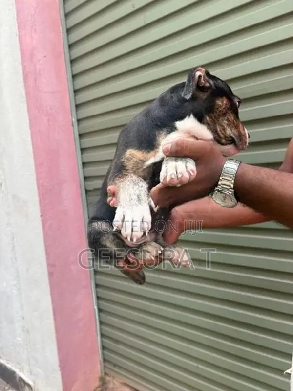 American Bully XL Puppies